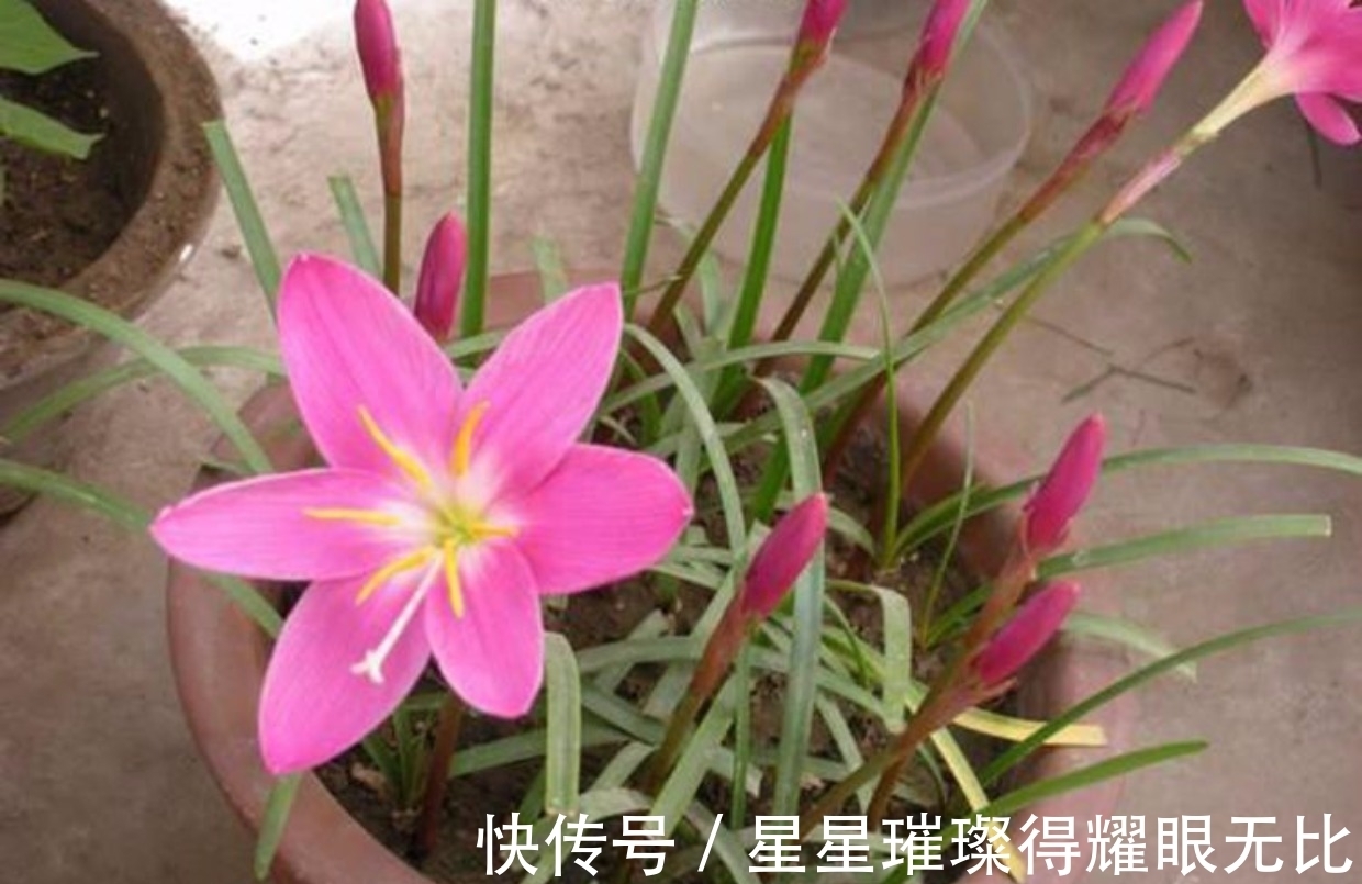 阳台养风雨兰,新人该怎么打理?想要多开花,就该抓住这6点