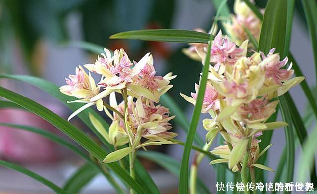 哪种兰花香,怎样才能买到比较香的兰花?3点建议,选到香兰不难