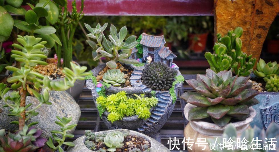 浇水|呼声最高的新人盆栽多肉,养殖期间注意此3点才不出问题