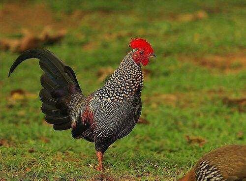 老祖宗|俗语鸡不过六,犬不过八,啥意思老祖宗说的有道理吗回答