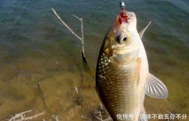 冬钓|天冷如何钓鲫鱼?老钓友这3句口诀才实用,天再冷也能连竿上鱼