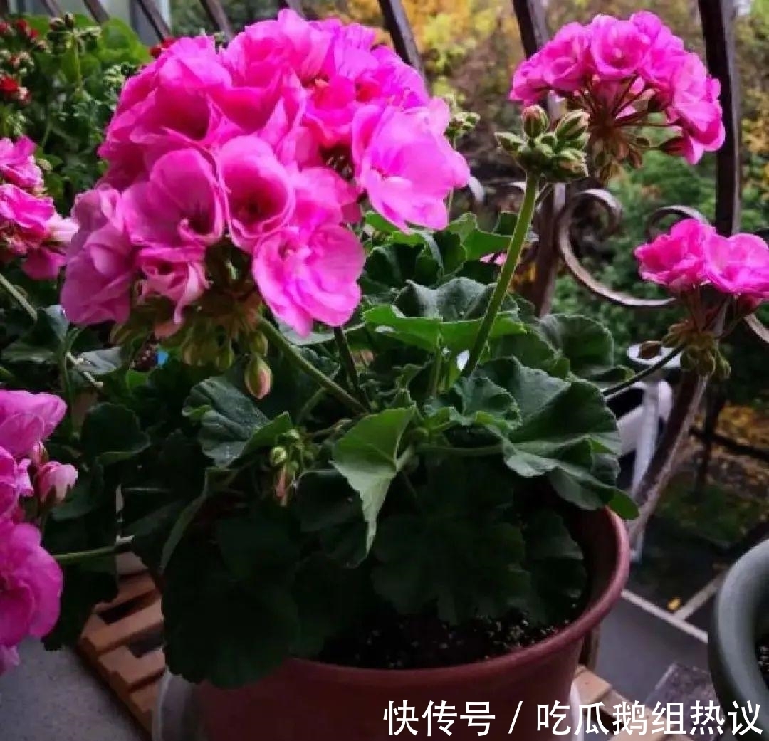 种花|9种花,夏天休眠了,一定少浇水,否则越浇越死