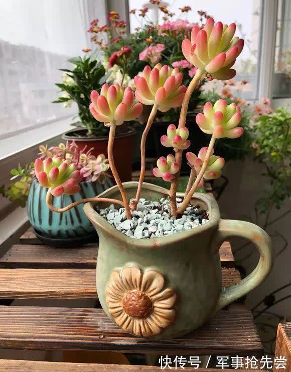 秋冬|他养多肉10多年,总结出9个易出“高价老桩”的品种,适合新手