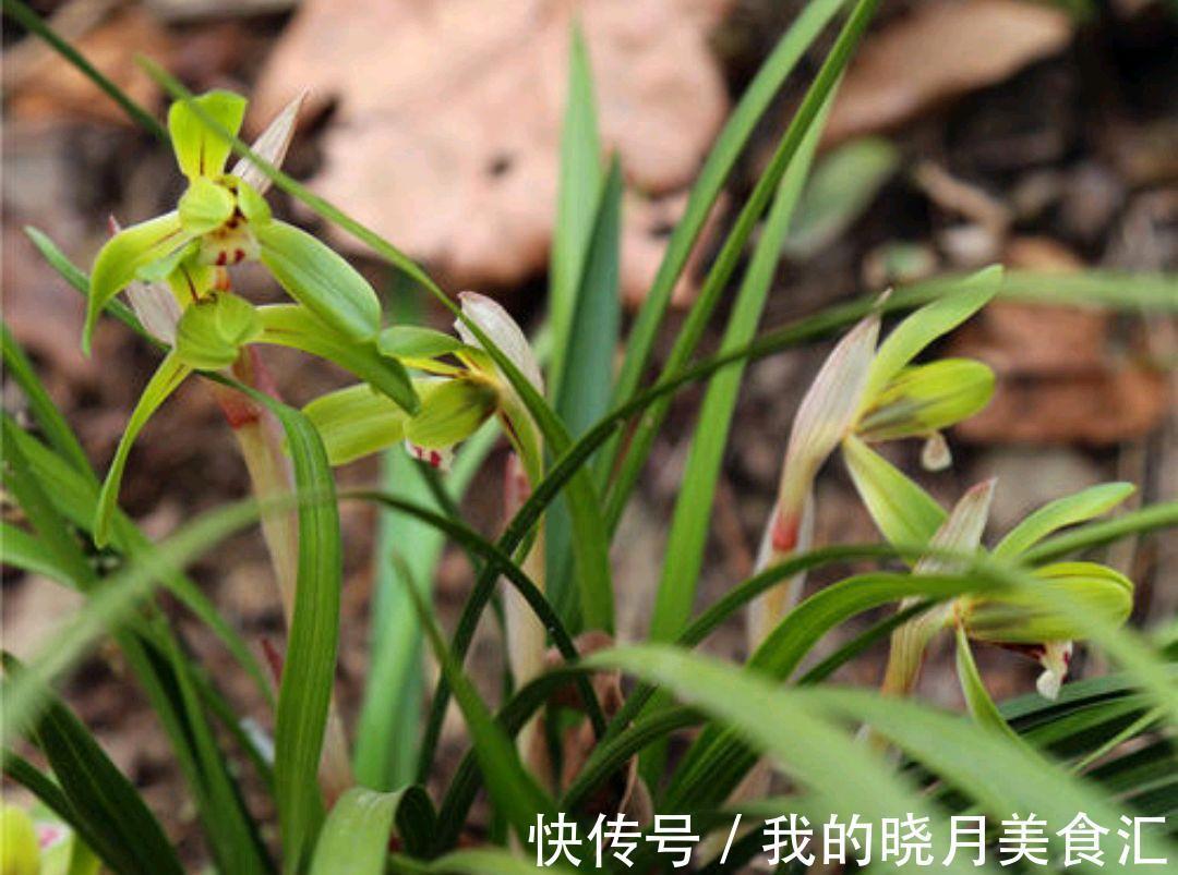 人们为何喜爱野生兰花,有没有必要深山寻找兰花