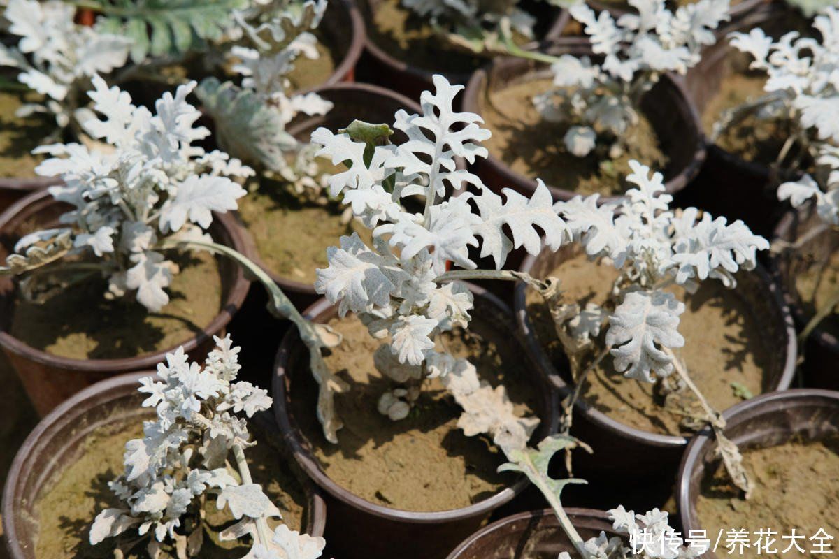 一种花长得像雪花,全身银白色,气质高雅有格调