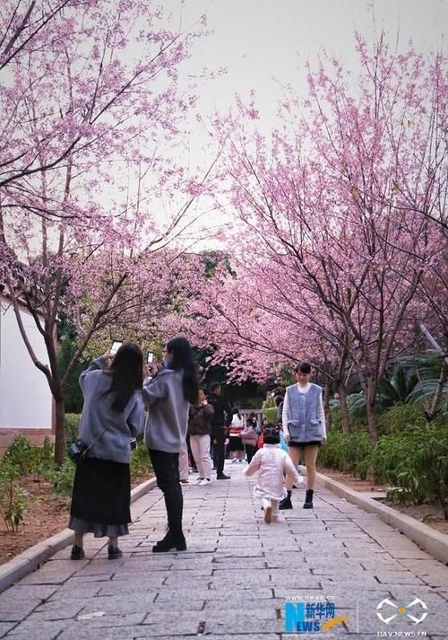 福建泉州：古寺樱花开