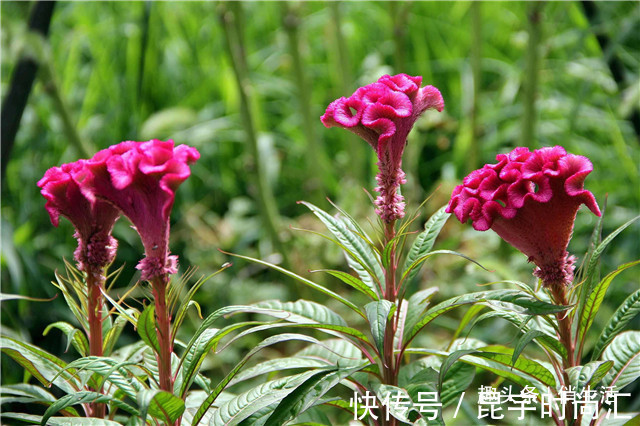 第一次养花，就养一些“开花精品”鸡冠花，造型奇特，绚丽多彩