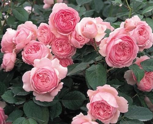 天暖了，建议爱花的人，无论房子大小，养上些花卉，那叫一个美