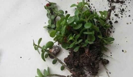 金枝玉叶这么养,长势旺,枝繁叶茂又漂亮!