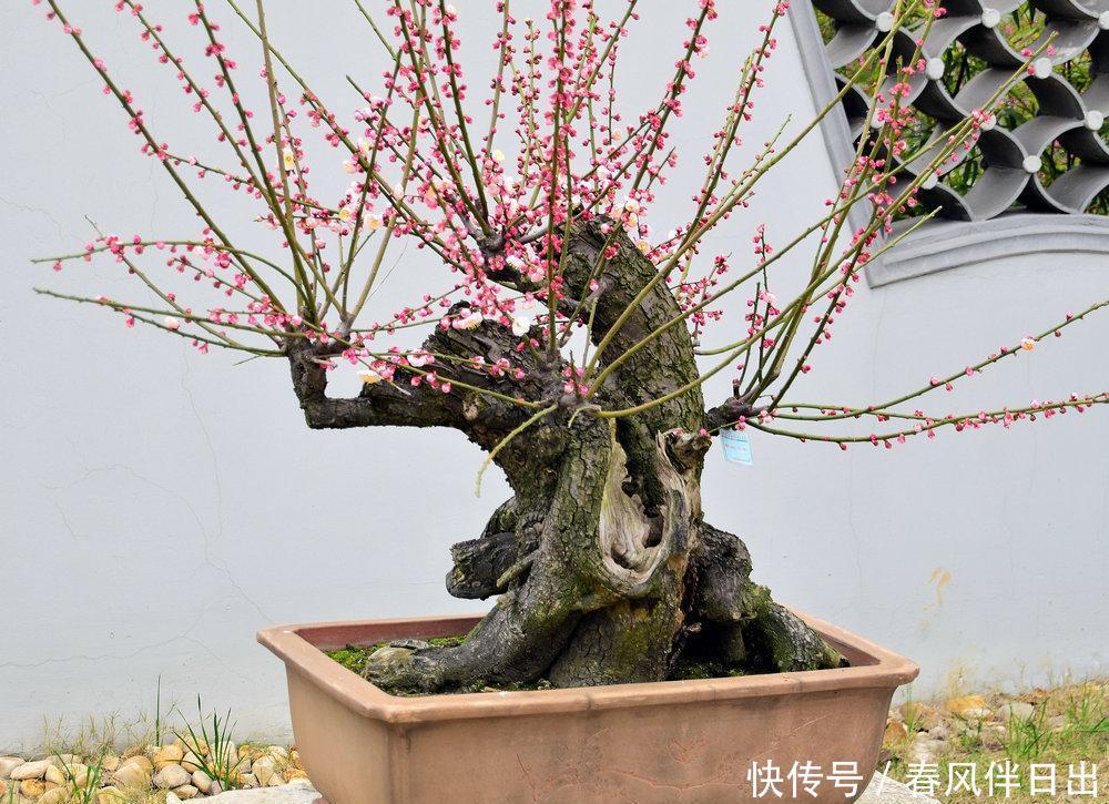 盆景养护的误区,每个误区都会产生什么坏处?