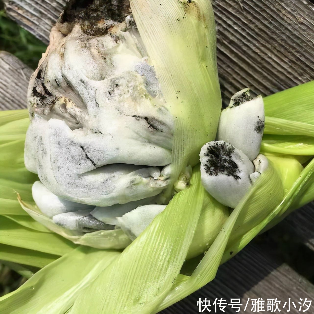 以为是青蛙!他打开玉米惊见“黑色物体”,内行网友:是“松露”