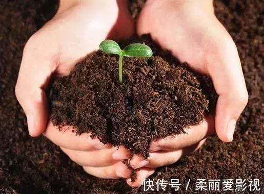 只要1样东西,保你的花从不烂根、黄叶,长得还比别人快10倍!