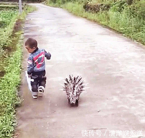 小明|小孩被同学欺负,隔天带了“凶兽”去复仇,老爸知道后赶紧去追