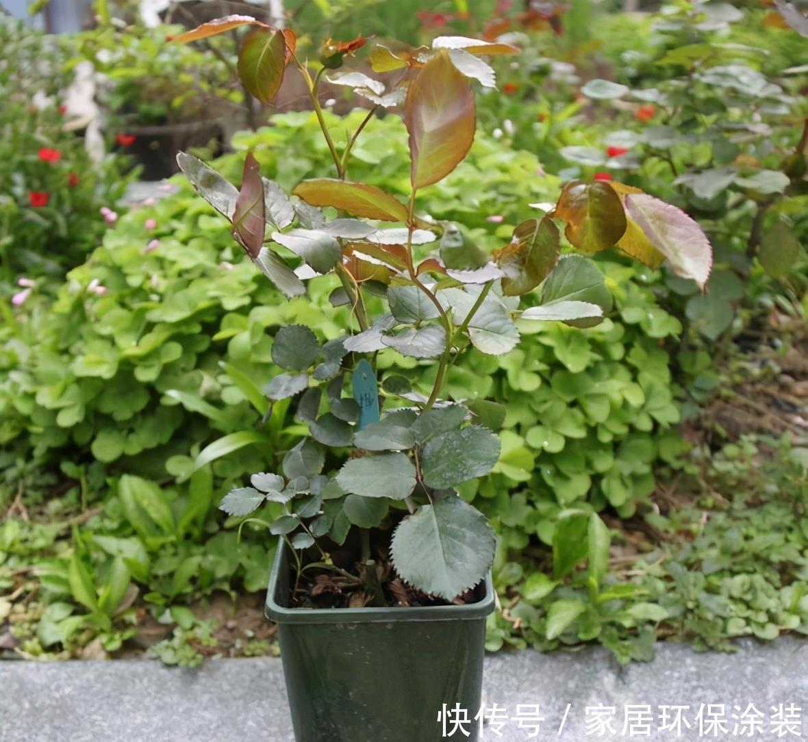 温度|月季服盆慢,满足“三要求”,“快速缓苗”,三周冒出一堆大白根