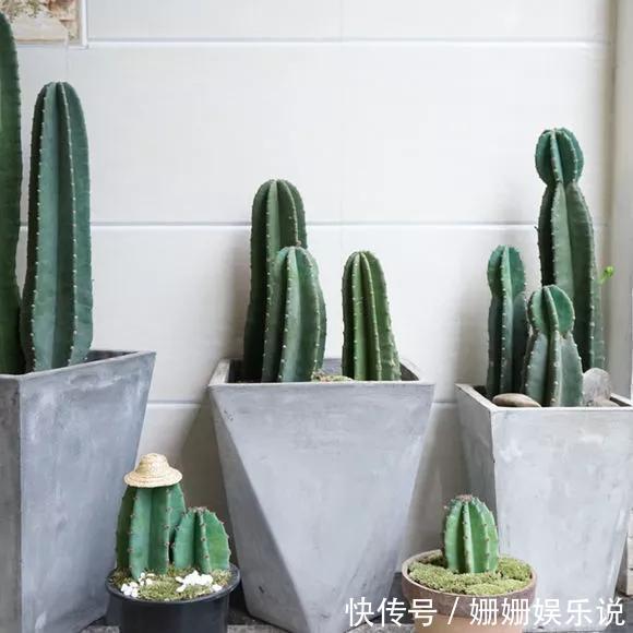 3种“丑花”，长得不怎么样，却能旺运镇宅，关键还好养