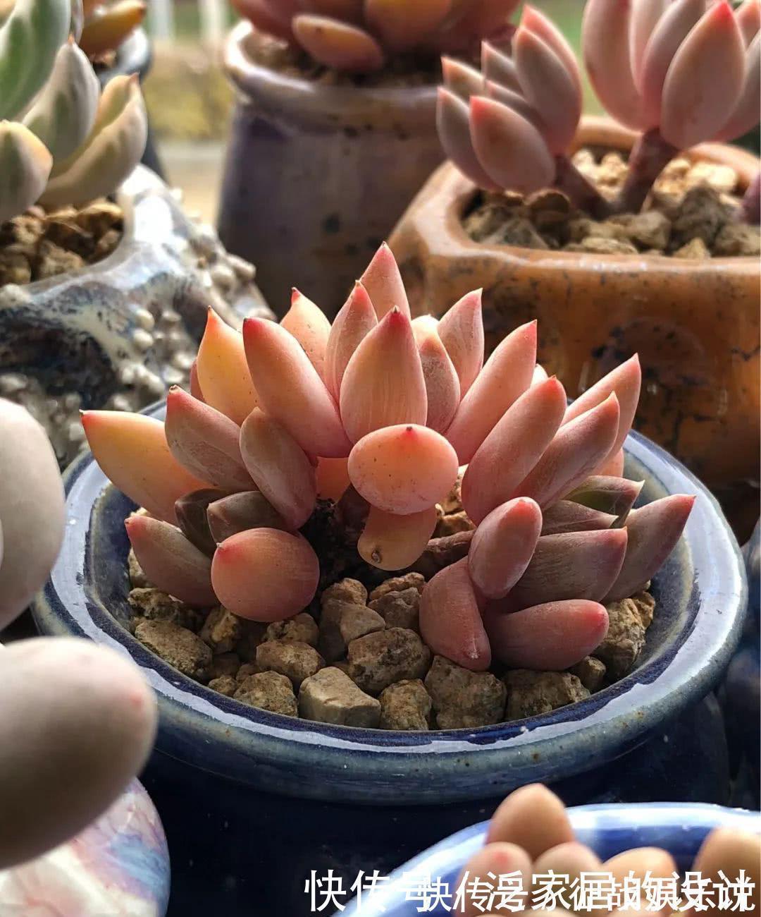 关键|想要养好多肉,这4个方面绝对是关键,冬天更要注意