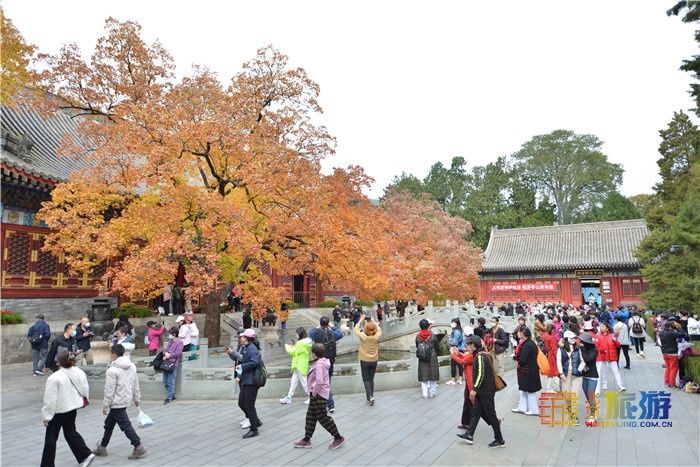 北京旅游网|深秋的香山 层林尽染美轮美奂