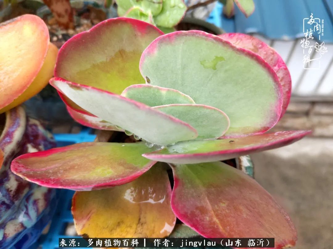 花月|多肉露养度夏，没遮阳没遮雨，有惊无险！