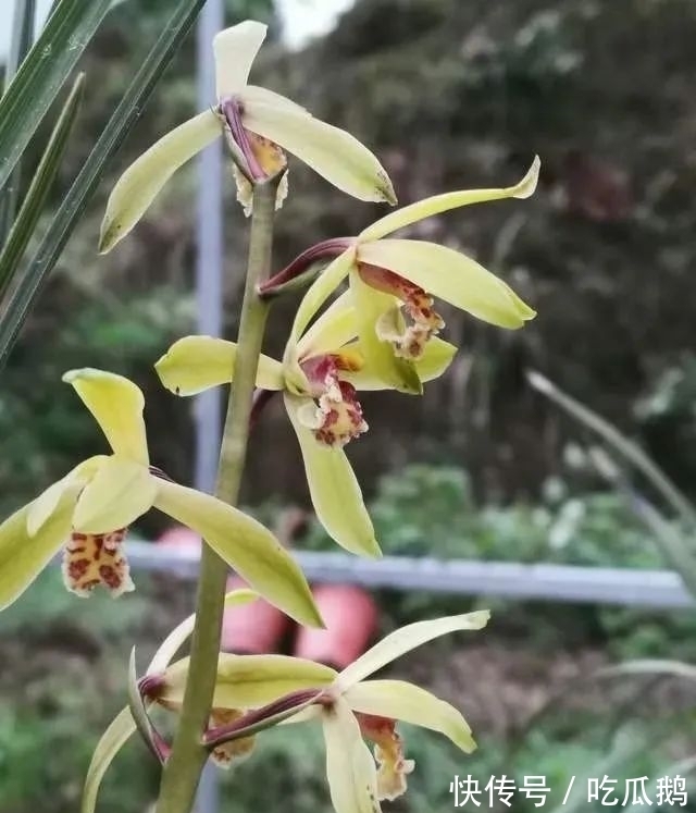 兰花发现空根，只需依照这3步操作，当年就能新根满盆