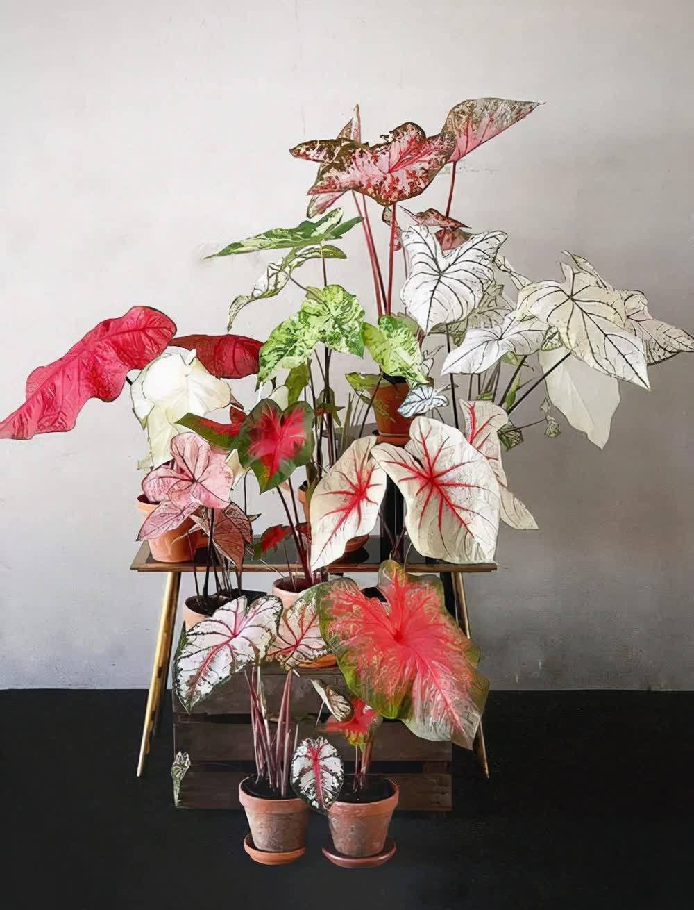 20种吉利大盆栽,客厅放一盆,吸收废气去异味,寓意好更养人