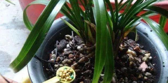 胡大妈|胡大妈养“兰花”,用一种令人厌恶的“营养液”,1盆养成20盆