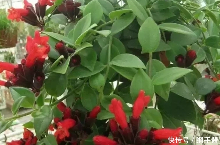 4种花养家里，看了就让人沉醉，年年开花不断，美！