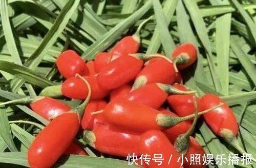 养生|女人想养生,多吃以下食物,促进肠胃蠕动,预防便秘,更显年轻