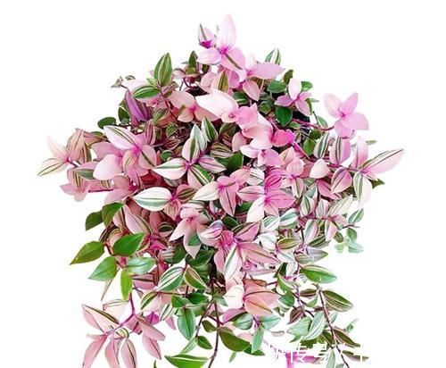 五种盆栽养在家里如景如画,比绿萝吊兰美多了,一派时尚景观