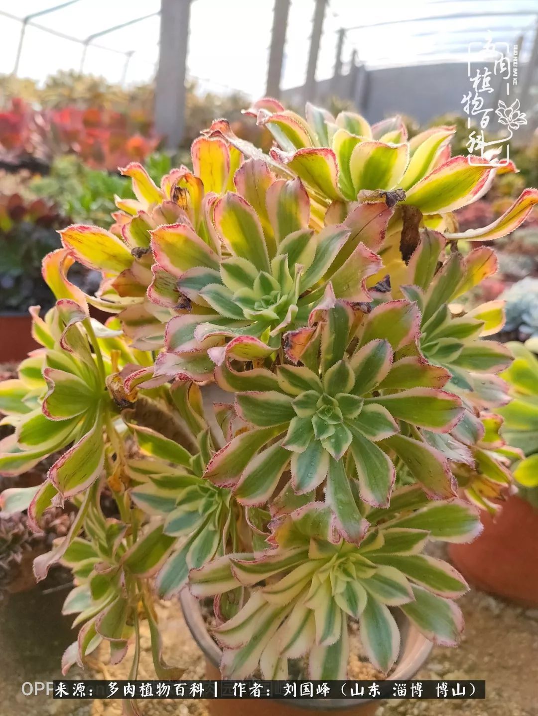 贵的不一定是对的，你的多肉究竟值多少钱附冬季养护攻略！