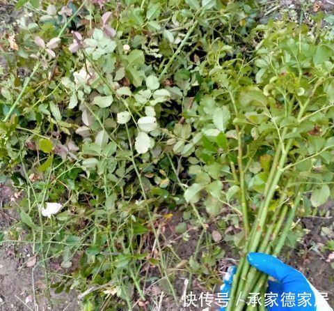 繁殖|天凉了,家里养花,准备开始玩扦插了,一棵变十棵,真有趣