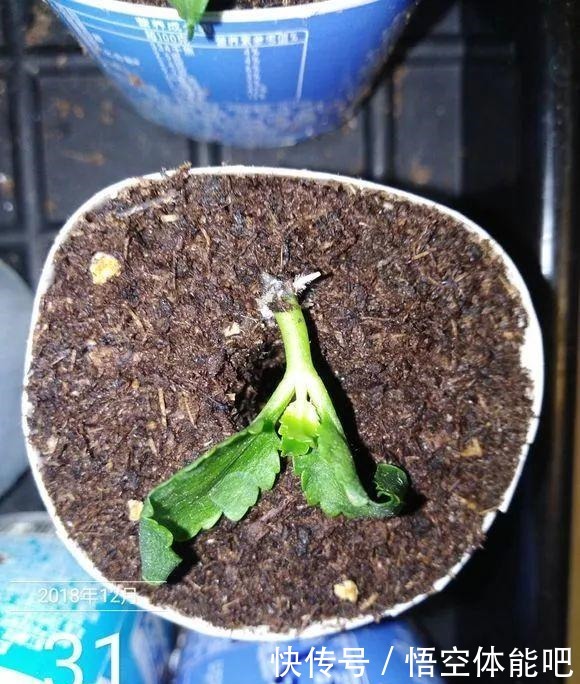 长寿花扦插8大步骤,一盆变十盆,超轻松!长寿花扦插8大步骤,一盆变十盆,超轻松!