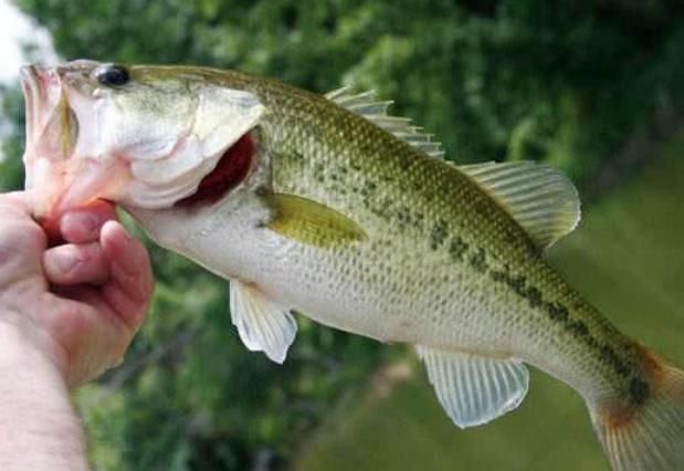 今天才知道,海鲈鱼和淡水鲈鱼差别这么大,选对了才肉嫩味美