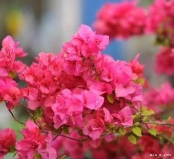 家养三角梅从不开花养花30年的张大爷亲自传授摧花秘籍