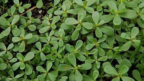  救命|没人要的乡野菜，却是城里人的“救命菜”，真的“浑身是宝”！