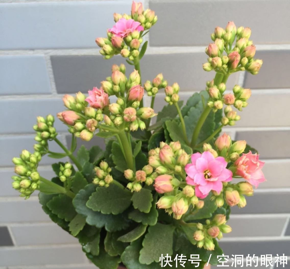 沾水就会黄叶、烂花苞的8种花,空气再干也别“喷水”