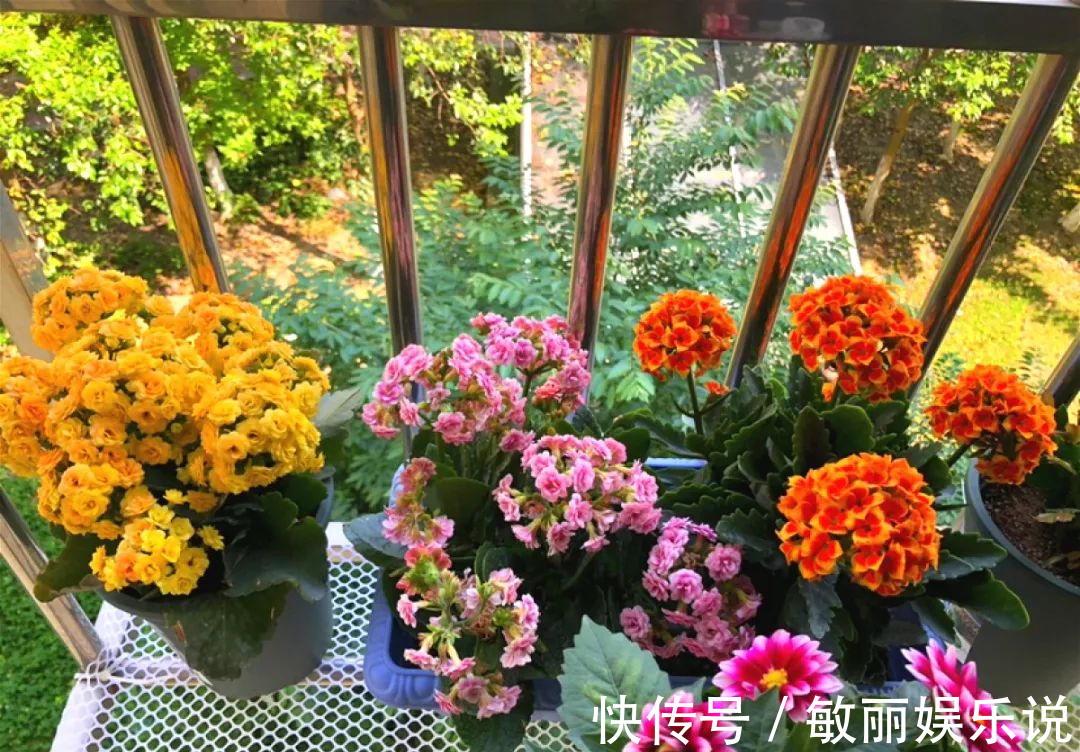 人养花,花亦养人,老祖宗的话不是没道理,室内要养“健康花”