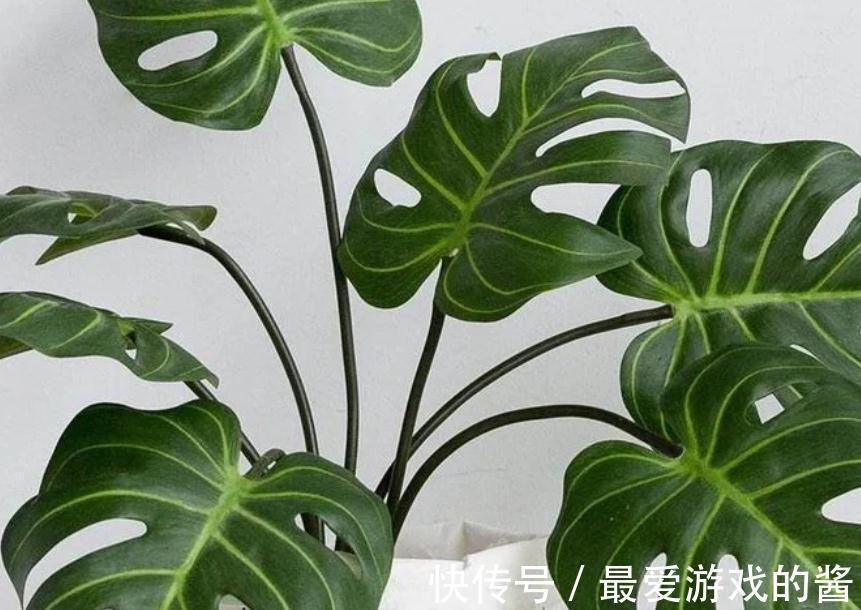 龟背竹的正确养护技巧,做到这几点,叶片油绿又茂密