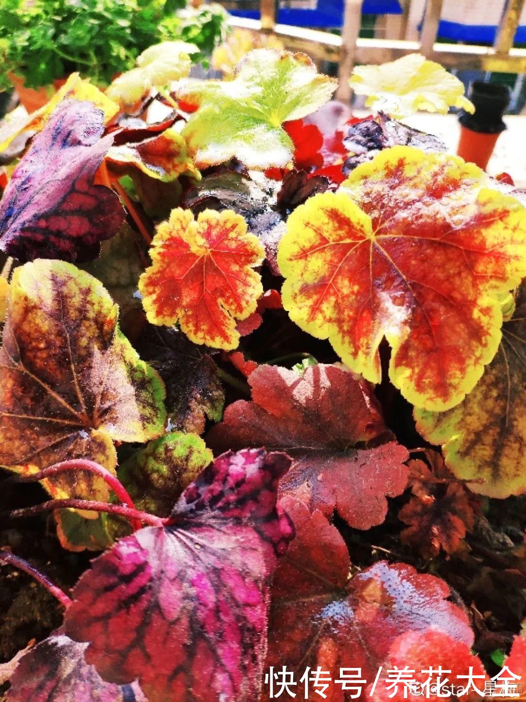 4种耐阴花，光不好也能嗖嗖长，摆家里特别上档次