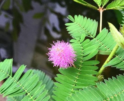  花卉的时|告诉爸妈，6种花汁液有毒，养家里太危险，白送也不要