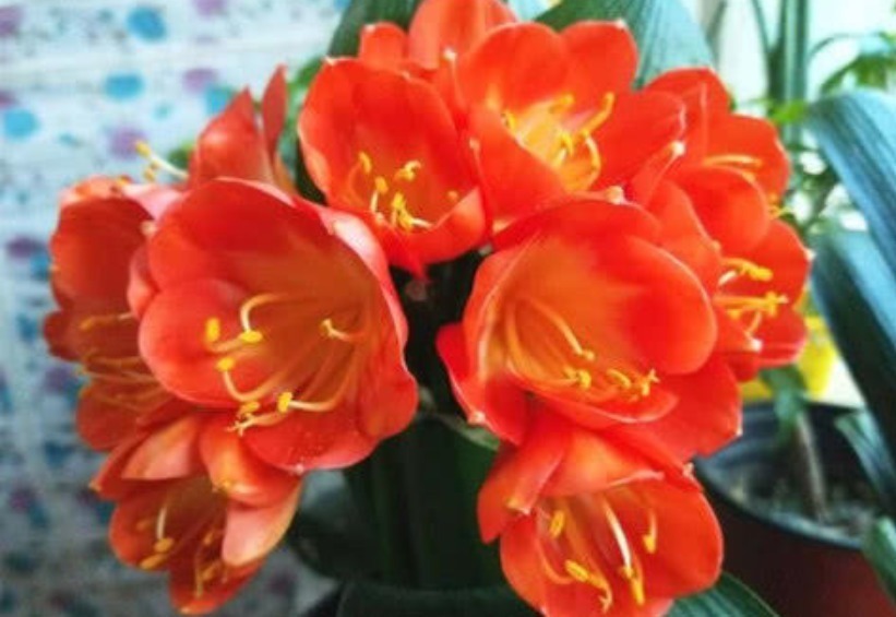 君子兰不开花淘米水兑点“黄水水”,花箭冒出来,1次开出10朵