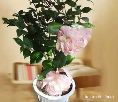 居家养花浇水加上这三种东西,轻松养到爆满盆,便宜又好用