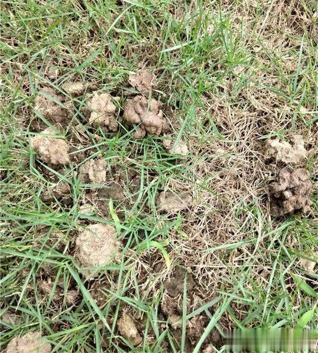 浇灌|君子兰肥足长得壮,4种“肥水”轮着浇,10枝花箭一起蹿出来