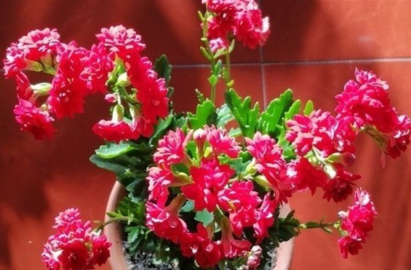 花草匠|3种花,比绿萝好养,比月季“开花时间”长,花量超大,养家里值