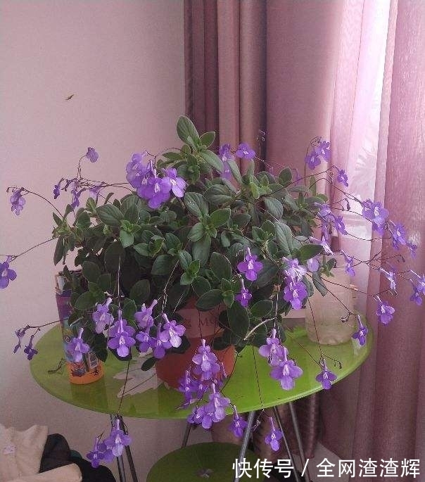 花盆里开出小海豚?养花做好这4点,一年四季都能赏花!