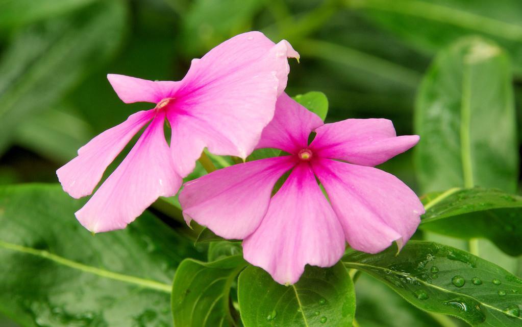 房前屋后都有的它,一年四季,花开不断,非常接地气