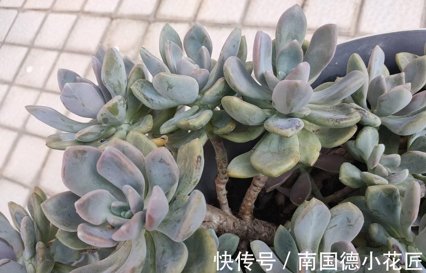 繁殖|2种普通又皮实的多肉,枝叶旺颜色美易繁殖,养好了一样是精品