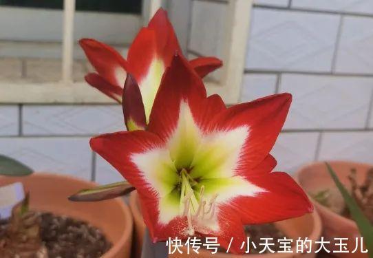 记录一下我养过的花,1000多盆都有啥