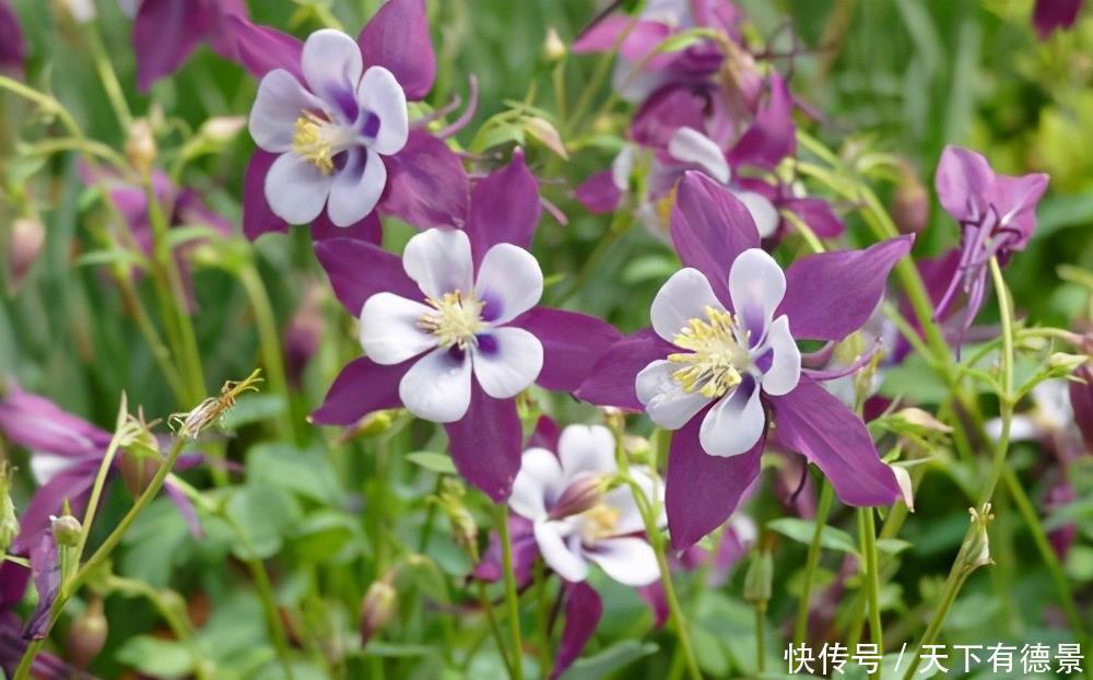 猫爪花养护技巧!做好这3点,花就开得多