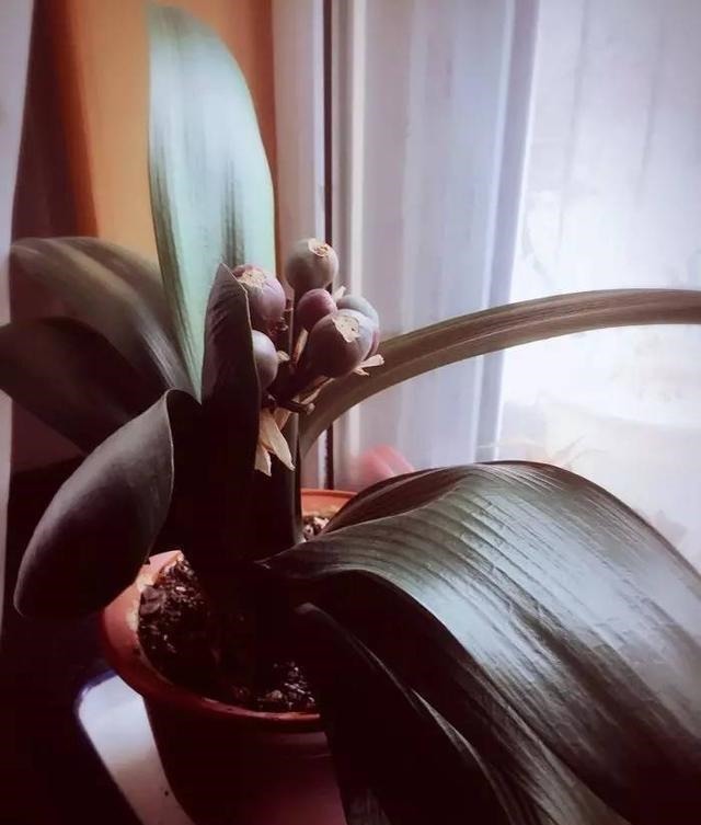 盆栽君子兰养了多年不开花,给它喝点这个就行了!