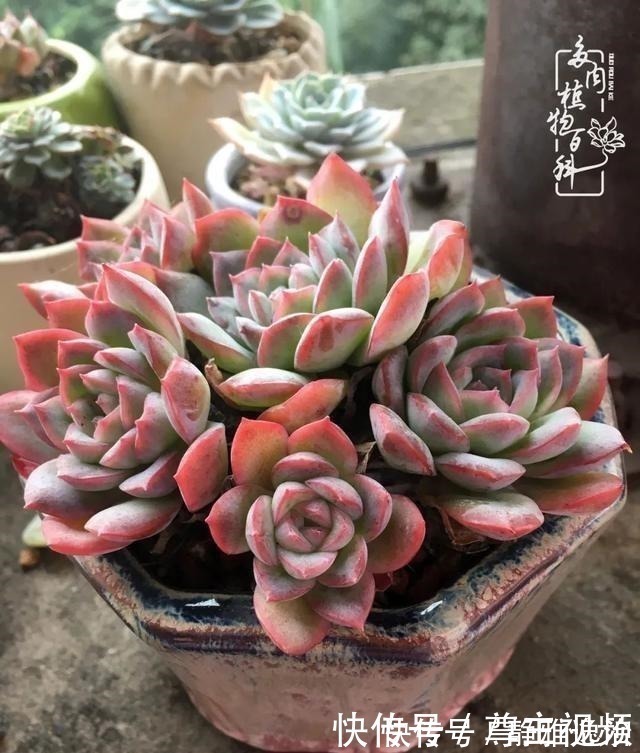 静夜|养多肉三年多，初见惊鸿！累并快乐着！养多肉三年多，初见惊鸿！累并快乐着！